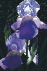 Two Blue Irises